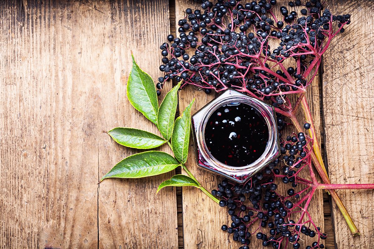 Elderberry Extract Benefits